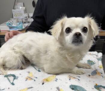 Pekingese Dogs Available for Adoption - Khaleesi  | PetCurious