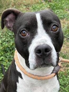 Rescue Mixed Breed Dogs for Adoption in Franklin, Kentucky - Wren | PetCurious