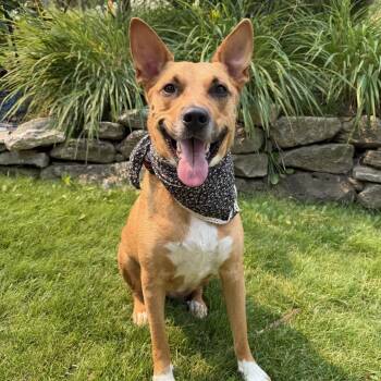 Kestral -  Mixed Breed Dog for Adoption in Spokane, Washington - Kestral | PetCurious