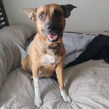 Rescue Shepherd Dogs for Adoption in Allen, Texas - Gracie | PetCurious