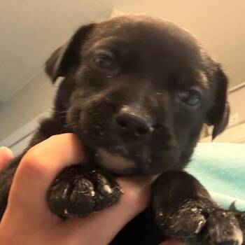 Americano -  Labrador Retriever Dog for Adoption in Kansas City, Missouri - Americano | PetCurious