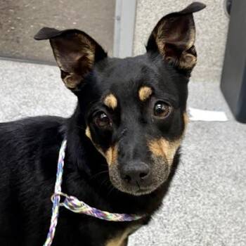 Perseid -  Chihuahua Dog for Adoption in Sacramento, California - Perseid | PetCurious