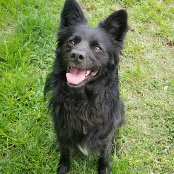 Rescue Border Collie Dogs for Adoption in Carthage, North Carolina - Skeeper | PetCurious