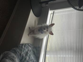 West Highland White Terrier Westie Dogs Available for Adoption - Willow | PetCurious