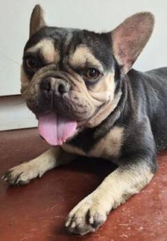 French Bulldog Dogs Available for Adoption in Newburg, Missouri - Millie | PetCurious