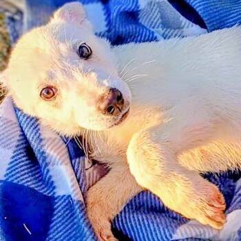 Rescue Labrador Retriever Dogs for Adoption in Corsicana, Texas - Pez P47335 | PetCurious