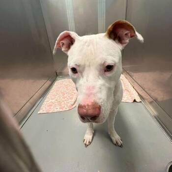 Mixed Breed Dogs Available for Adoption in Davenport, Iowa - Diet Water | PetCurious