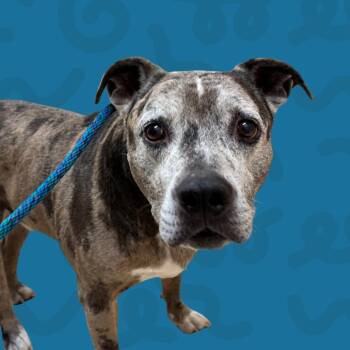 Bandit -  Pit Bull Terrier Dog for Adoption in Reno, Nevada - Bandit | PetCurious