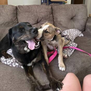 Fable -  Mixed Breed Dog for Adoption in West Olive, Michigan - Fable | PetCurious
