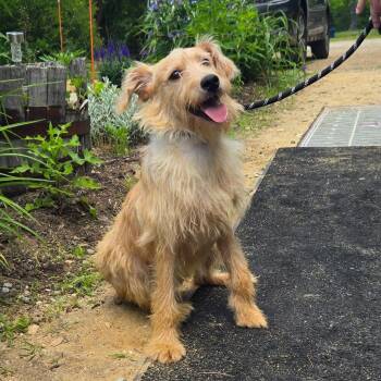 CT Pascal -  Border Terrier and Poodle Dog for Adoption in Stormville, New York - CT Pascal | PetCurious
