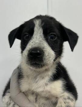 Wallace (Wx6) -  Terrier Dog Available for Adoption in Hartsville, South Carolina - Wallace (Wx6) | PetCurious