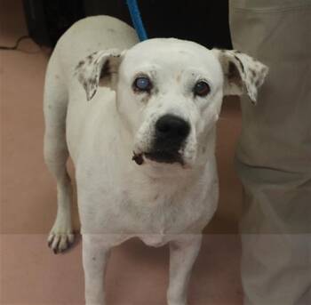 ROSALIND -  Mixed Breed Dog for Adoption in Columbia, South Carolina - ROSALIND | PetCurious