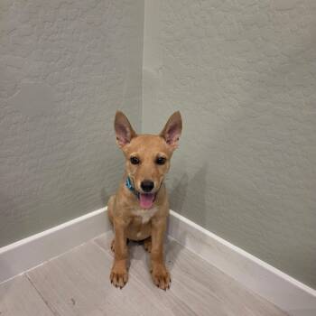 Moulder -  Chihuahua and Carolina Dog Dog for Adoption in Phoenix, Arizona - Moulder | PetCurious