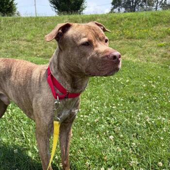 Kai -  Mixed Breed Dog for Adoption in Pittsburgh, Pennsylvania - Kai | PetCurious