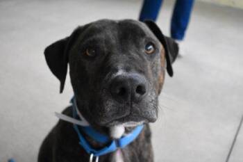 Rescue Pit Bull Terrier and Mixed Breed Dogs for Adoption in Kansas City, Missouri - Jack | PetCurious
