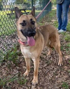 German Shepherd Dog Dogs Available for Adoption - Twix | PetCurious