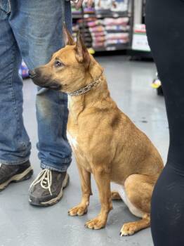 Belgian Shepherd Malinois and Pit Bull Terrier Dogs Available for Adoption in Naperville, Illinois - Malibu | PetCurious