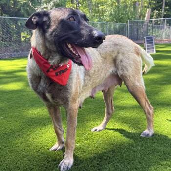 Belgian Shepherd Malinois Dogs Available for Adoption in Bellingham, Washington - Indy | PetCurious