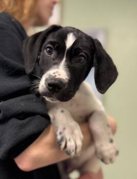 Pointer Dogs Available for Adoption in Carthage, Missouri - Bow | PetCurious