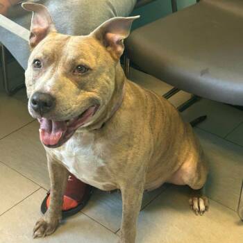 Rescue Pit Bull Terrier Dogs for Adoption in Vineland, New Jersey - Melo | PetCurious