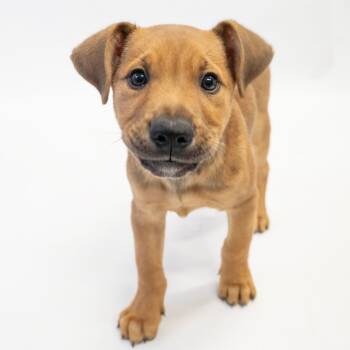 Rescue German Shepherd Dog Dogs for Adoption in Long Beach, California - Milos | PetCurious