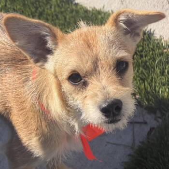 Mr. Adventures Maverick -  Miniature Poodle and Miniature Schnauzer Dog for Adoption in Ridgefield, Washington - Mr. Adventures Maverick | PetCurious