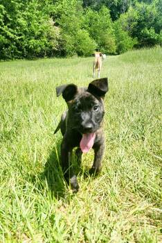 Dutch Shepherd and German Shepherd Dog Dogs Available for Adoption in Ball Ground, Georgia - Bruno | PetCurious