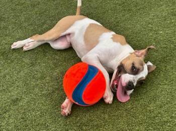 Corndog -  Mixed Breed Dog for Adoption in Fort Worth, Texas - Corndog | PetCurious