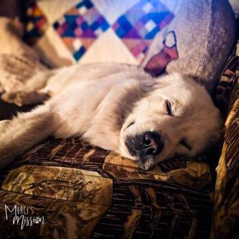 Snoozer -  Great Pyrenees Dog for Adoption in Spokane, Washington - Snoozer | PetCurious