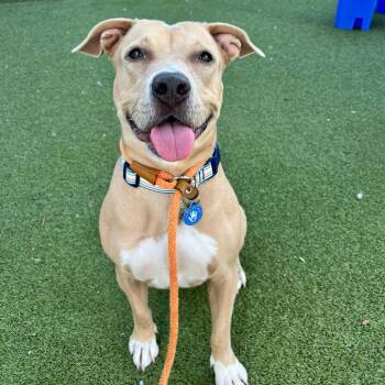 Peaches -  American Staffordshire Terrier Dog for Adoption in Apache Junction, Arizona - Peaches | PetCurious