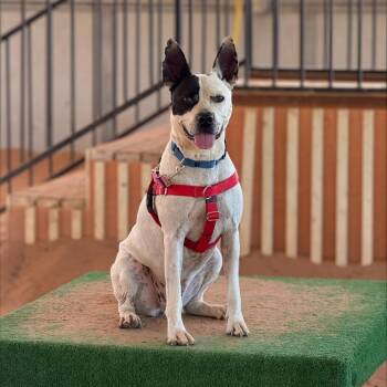 Bree -  Australian Cattle Dog Blue Heeler and Mixed Breed Dog for Adoption in Salt Lake City, Utah - Bree | PetCurious