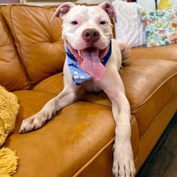 Handsome Pete Sweet and Unique -  American Staffordshire Terrier and Pit Bull Terrier Dog for Adoption in Friendswood, Texas - Handsome Pete Sweet And Unique | PetCurious