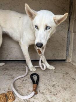 A479953 -  Siberian Husky and Mixed Breed Dog for Adoption in Oklahoma City, Oklahoma - A479953 | PetCurious
