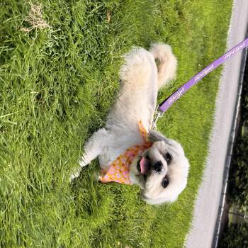 Shih Tzu and Lhasa Apso Dogs Available for Adoption in Thornwood, New York - Mia | PetCurious
