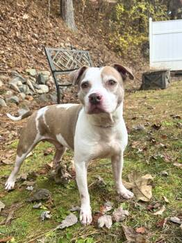 Rescue Staffordshire Bull Terrier Dogs for Adoption in Dahlonega, Georgia - Geralt | PetCurious