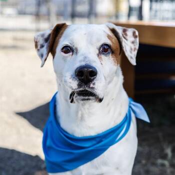 LLOYD -  American Staffordshire Terrier Dog for Adoption in San Antonio, Texas - LLOYD | PetCurious