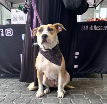 Rescue Mixed Breed Dogs for Adoption in Palm Springs, Florida - Belle | PetCurious