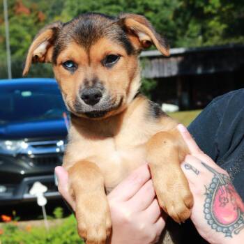 CT Buford -  German Shepherd Dog and Mixed Breed Dog for Adoption in Eastford, Connecticut - CT Buford | PetCurious