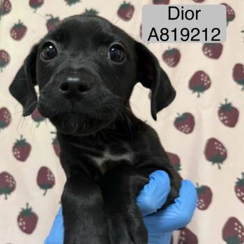Dior -  Labrador Retriever and Mixed Breed Dog for Adoption in San Antonio, Texas - Dior | PetCurious