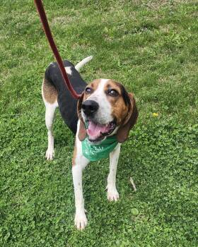 Treeing Walker Coonhound Dogs Available for Adoption in Mansfield, Ohio - Ol