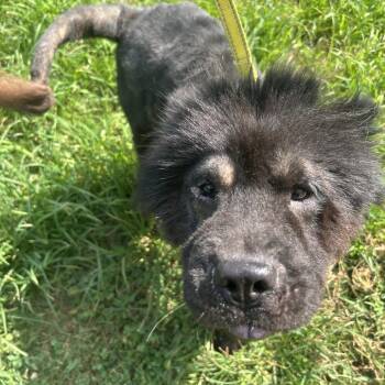 Kodak -  Mixed Breed Dog for Adoption in Auburn, Alabama - Kodak | PetCurious