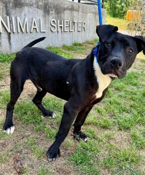 Labrador Retriever Dogs Available for Adoption in Denham Springs, Louisiana - Conner | PetCurious