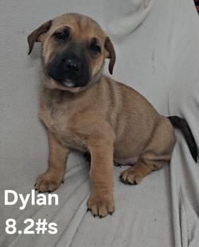 German Shepherd Dog Dogs Available for Adoption - Dylan | PetCurious