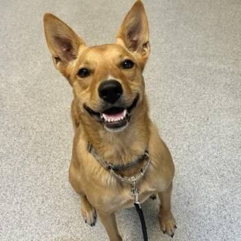 Pasha -  Mixed Breed Dog for Adoption in Lansing, Michigan - Pasha | PetCurious