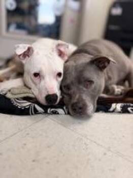 Mixed Breed Dogs Available for Adoption in Manitowoc, Wisconsin - Blitz And Bella | PetCurious