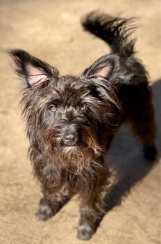Rescue Schnauzer and Mixed Breed Dogs for Adoption in Urbandale, Iowa - Jack | PetCurious