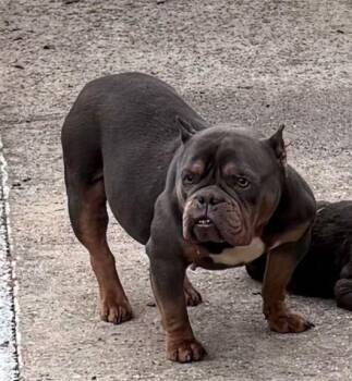 Rescue American Bully Dogs for Adoption in Mount Pleasant, North Carolina - Moolah | PetCurious