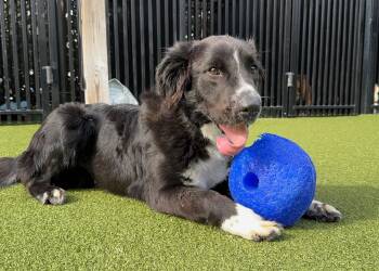 Rescue Border Collie Dogs for Adoption in Ridgeland, South Carolina - Dandy | PetCurious