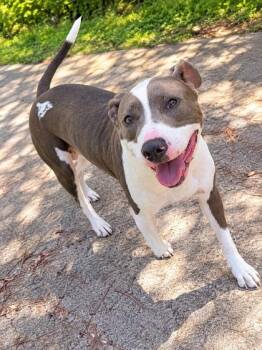 Marbella -  Mixed Breed Dog for Adoption in Palm Coast, Florida - Marbella | PetCurious