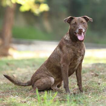 Noble -  Chocolate Labrador Retriever and Labrador Retriever Dog for Adoption in Lucedale, Mississippi - Noble | PetCurious